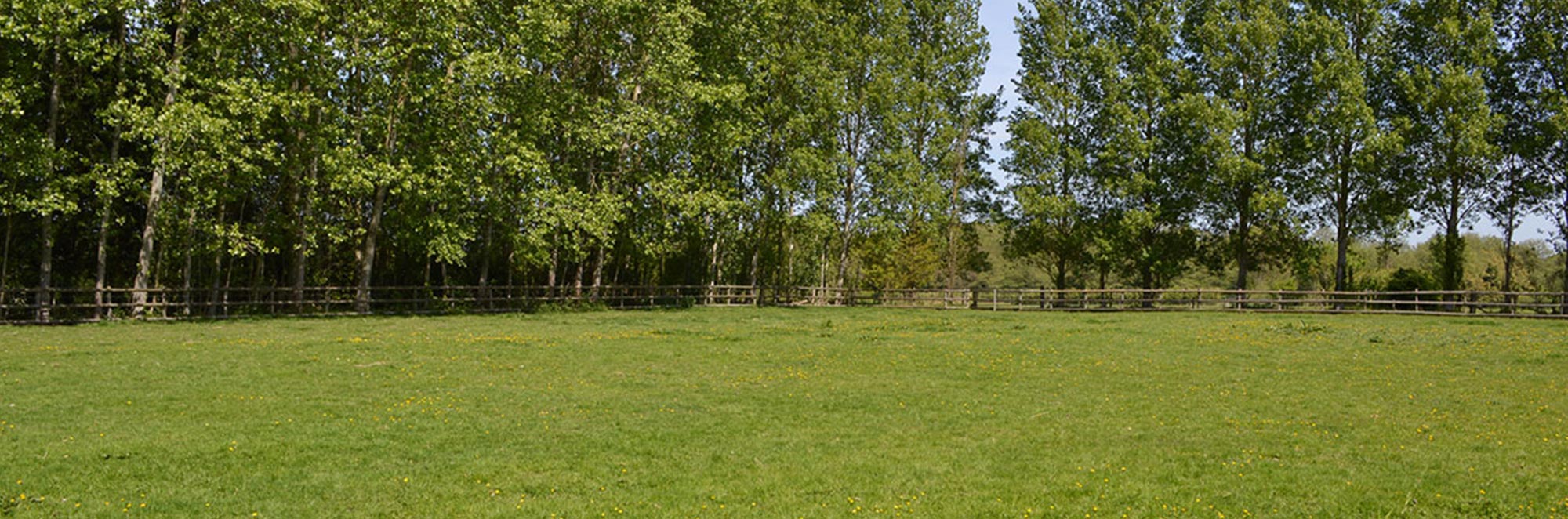 Izzy's Meadow, near Guildford 