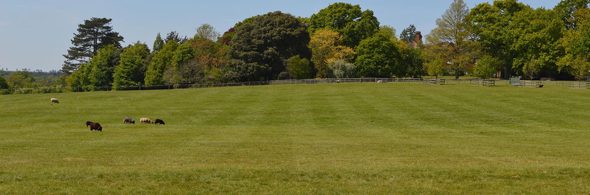 Park Field, near Guildford 